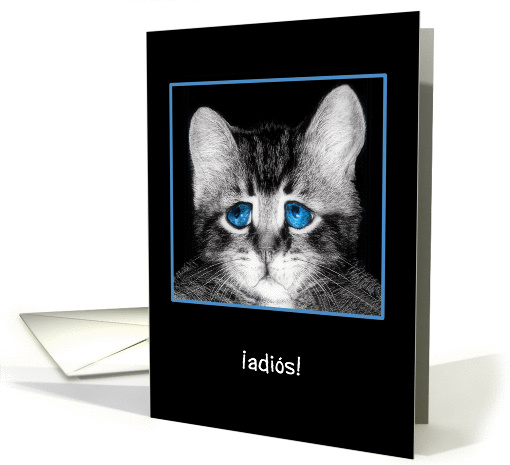 Goodbye, I will miss you in Spanish, sad blue-eyed kitten card