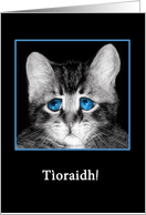 Goodbye, I will miss you in Scottish Gaelic, sad blue-eyed kitten card