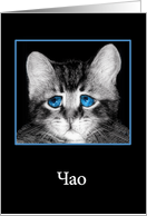 Goodbye in Bulgarian, sad blue-eyed kitten card