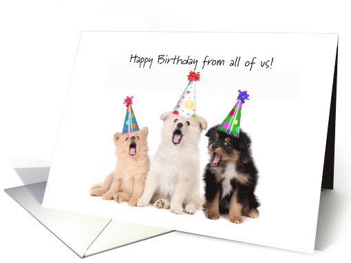 Happy Birthday from all of us, dogs and hats card (1220068)