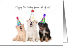 Happy Birthday from all of us, dogs and hats card