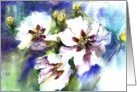 three white flowers card