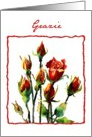 rose grazie card