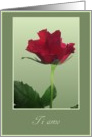ti amo red rose card