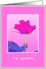 pink red rose te quiero card