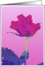 pink red rose blank card