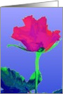 pink red rose blank blue card