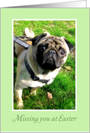 Missing you at Easter, Sad Pug card