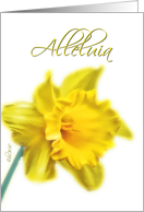alleluia he is alive daffodil card