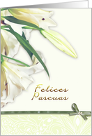 felices pascuas,spanish happy easter,white lily card