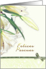 felices pascuas,spanish happy easter,white lily card