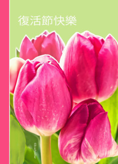 Chinese Happy Easter card, pink tulips