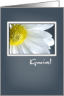 Thank You in Spanish with Daisy on Blue Gray Background Gracias card