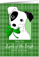 Jack Russell Terrier Dog With St Patricks Day Clover card