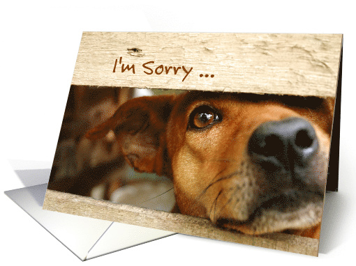 Im Sorry Dog Looking Through Wooden Fence Apology card (1281988)