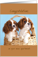 Puppy Cavalier King Charles Congratulations on Apartment Card