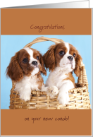 Puppy Cavalier King Charles Congratulations on Condo Card