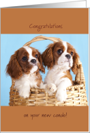 Puppy Cavalier King...