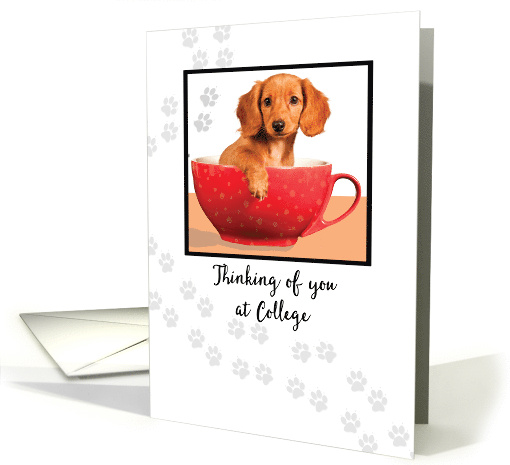 Thinking of You at College Cute Dachsund Dog in Cup card (1536000)