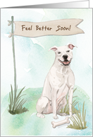 American Staffordshire Terrier Feel Better After Surgery to Dog card