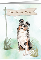 Australian Shepherd Feel Better After Surgery to Dog card