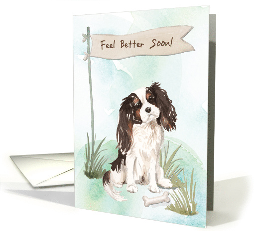 Tri Colour King Charles Spaniel Feel Better After Surgery... (1574842)