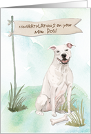 American Staffordshire Terrier Congratulations on New Dog card