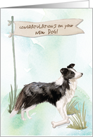 Border Collie Congratulations on New Dog card