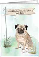 Pug Congratulations...