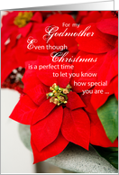 Godmother Poinsettia Seasons Greetings Christmas card