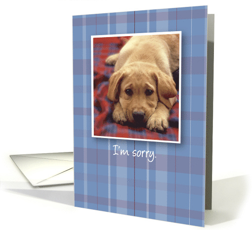 I'm Sorry With Sad Puppy Dog on Plaid card (566913)