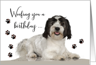 Birthday with Funny Lowchen Dog and Muddy Paw Prints card