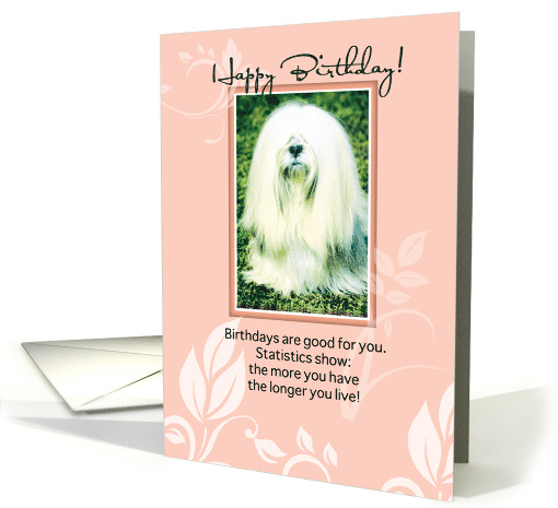 Lhasa Apso Dog Humorous Birthday card (873077)