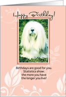 Lhasa Apso Dog Humorous Birthday card