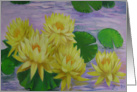 Yellow water lilies card