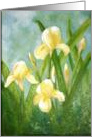 YELLOW GLADIOLAS card