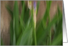 SPRING card