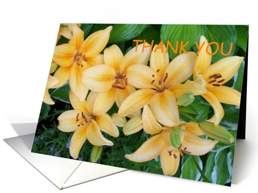 THANK YOU card (441429)