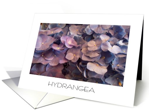 hydrangea card (473130)