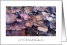 hydrangea card