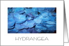 hydrangea card