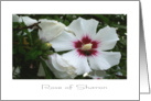 Rose Of Sharon card