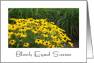 Black Eyed Susies card