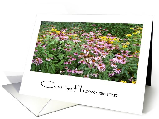 CONEFLOWERS card (473647)