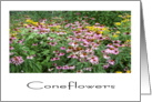 CONEFLOWERS card