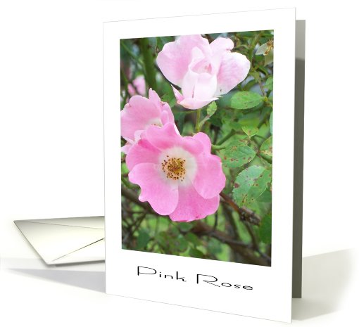 PINK ROSE card (474150)