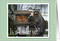 Easter Jelly Bean Raccoon card