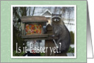 Easter Jelly Bean Raccoon card