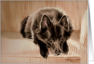 Schipperke card