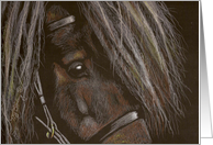 Shetland Pony card